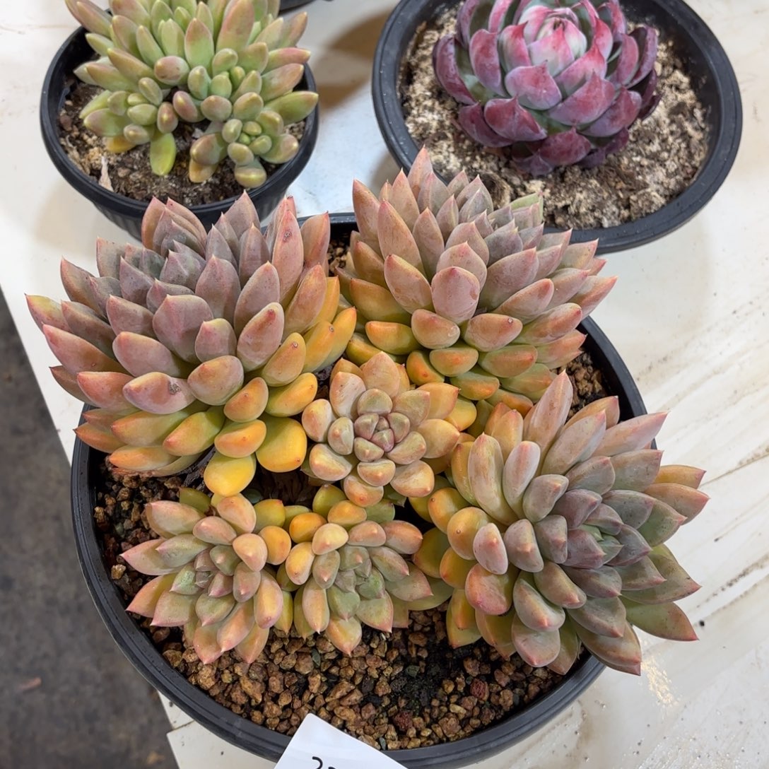 2304象牙多肉植物