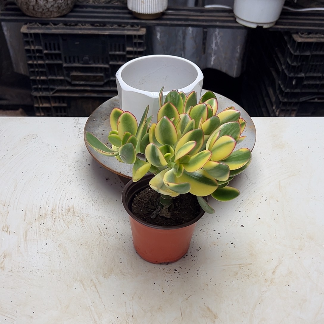 3年新花月锦带盆土发货