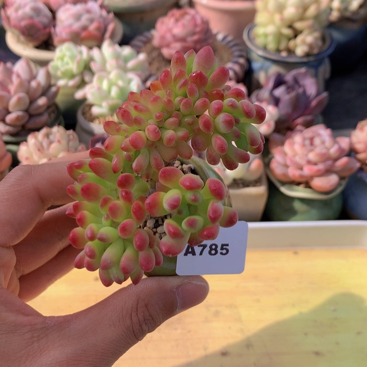 一物一拍满38包邮A785