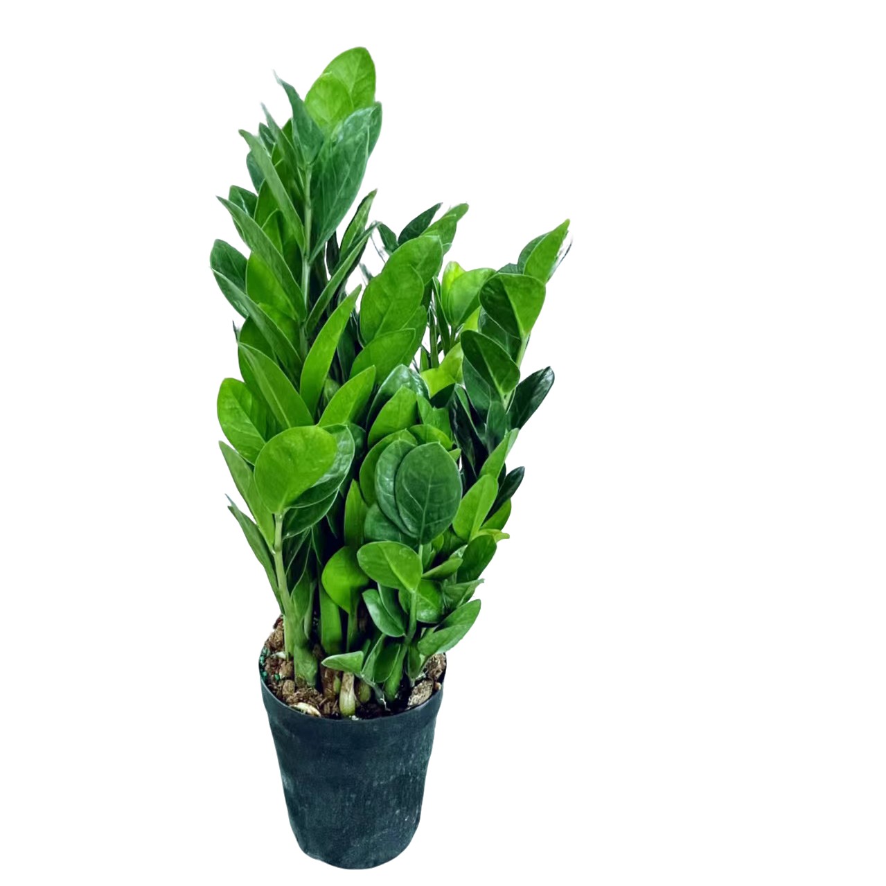 正宗精品小圆叶金钱树，发财树室内净化绿植盆栽植物