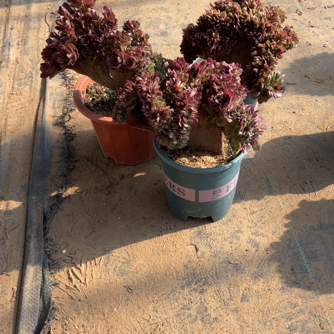 芳*三颗缀化脱土发货