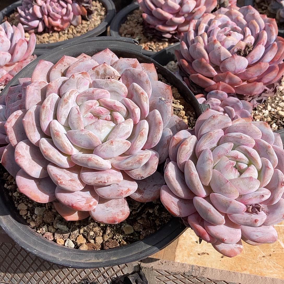 8-7突尼斯随机有腿无砍