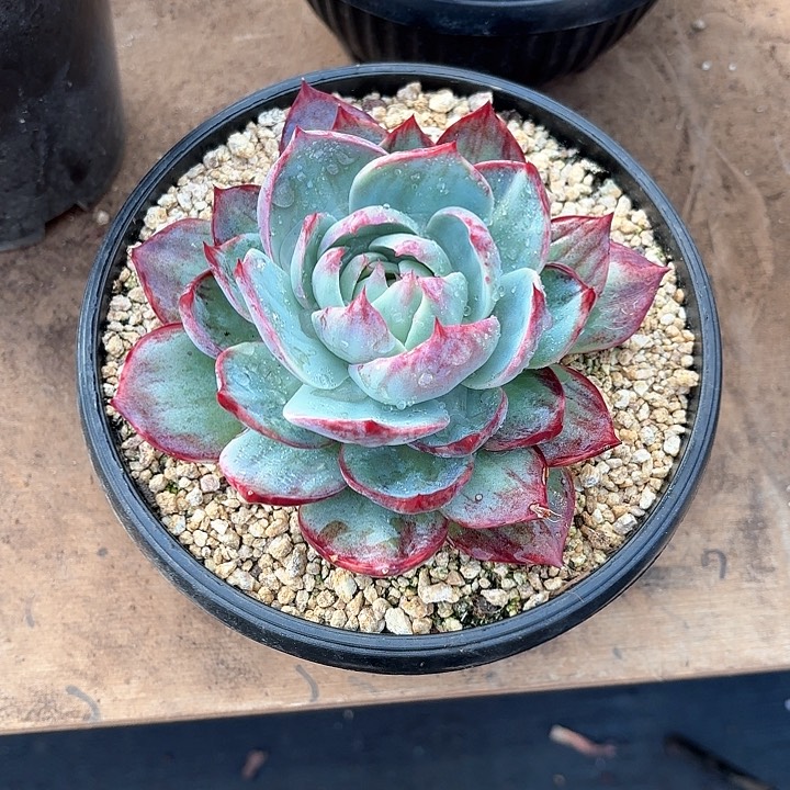 多肉植物，惊魂仙子