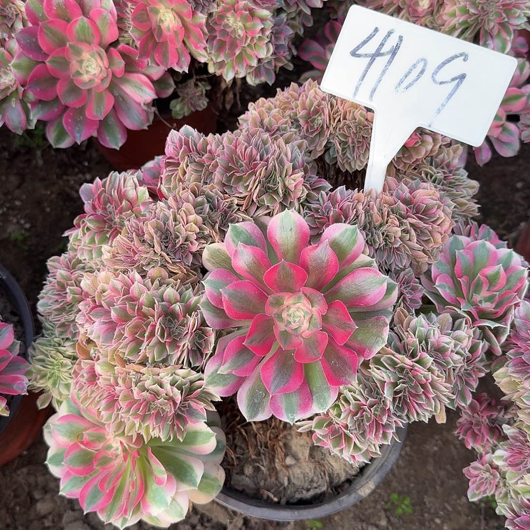 艳***。4109女巫缀多肉法师多肉