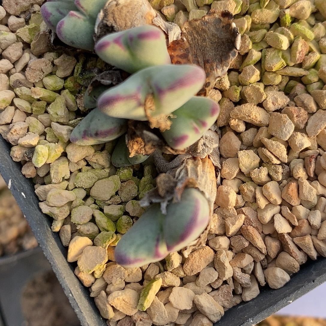 2815沙文利亚一群。     