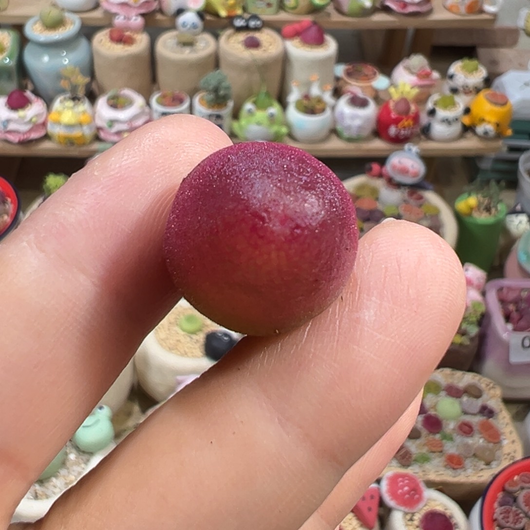 多肉植物12号灯泡