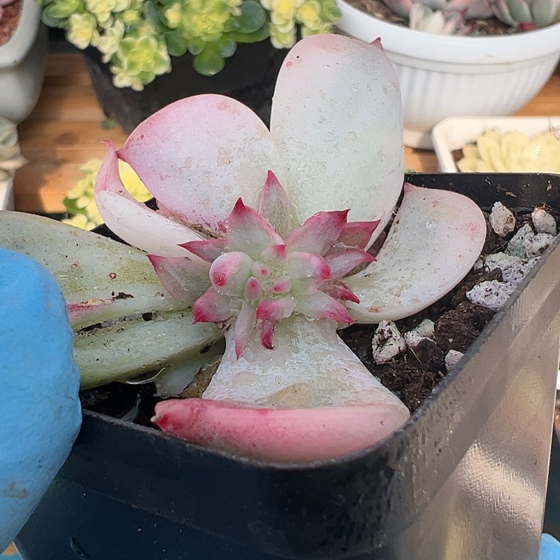 吉娃娃锦变异，多肉植物