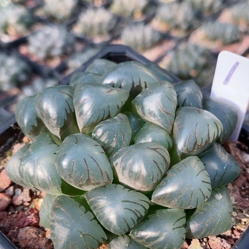 【闪购商品】1大冰灯