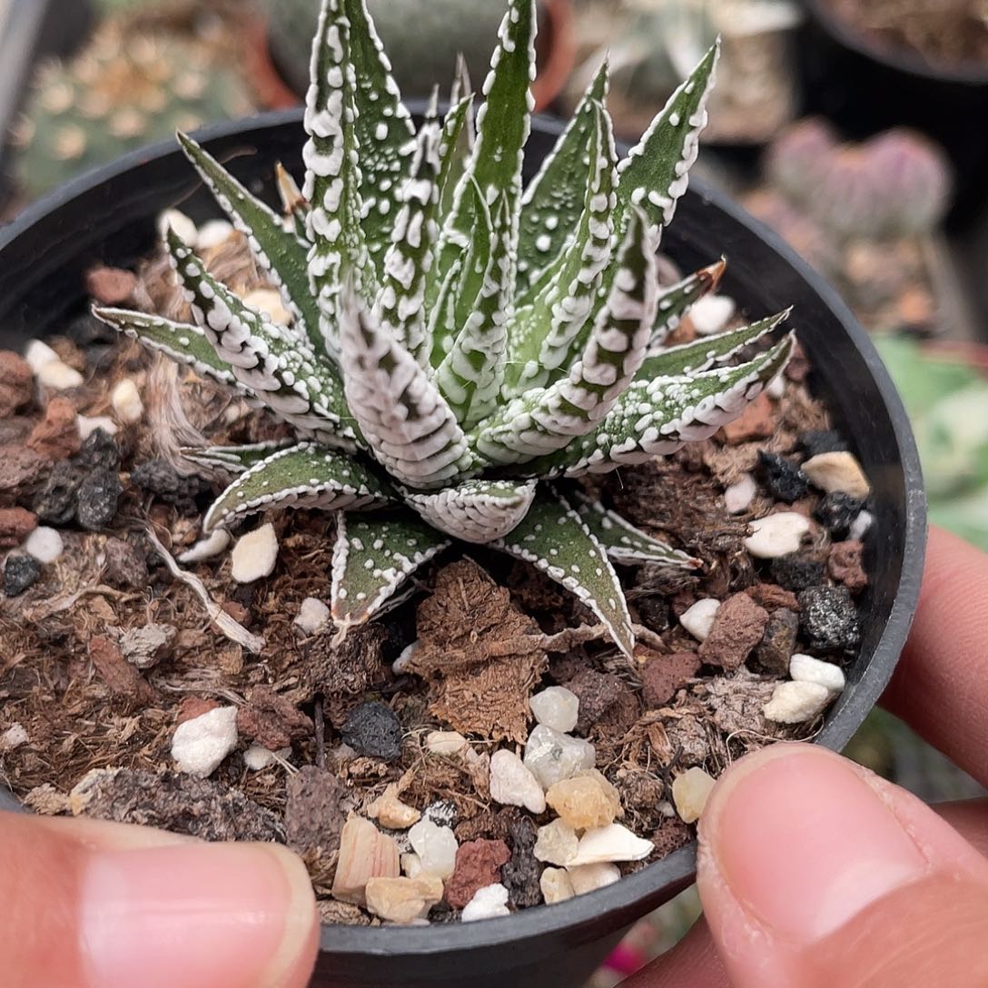 490斑马芦荟（满18元包邮）