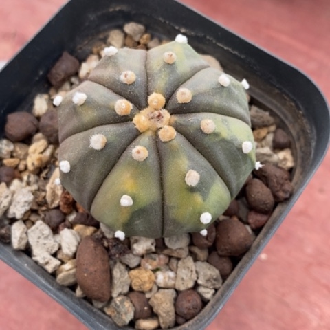 实生兜锦4仙人球