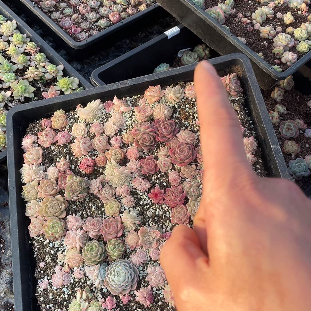 秋***生196。 定。           