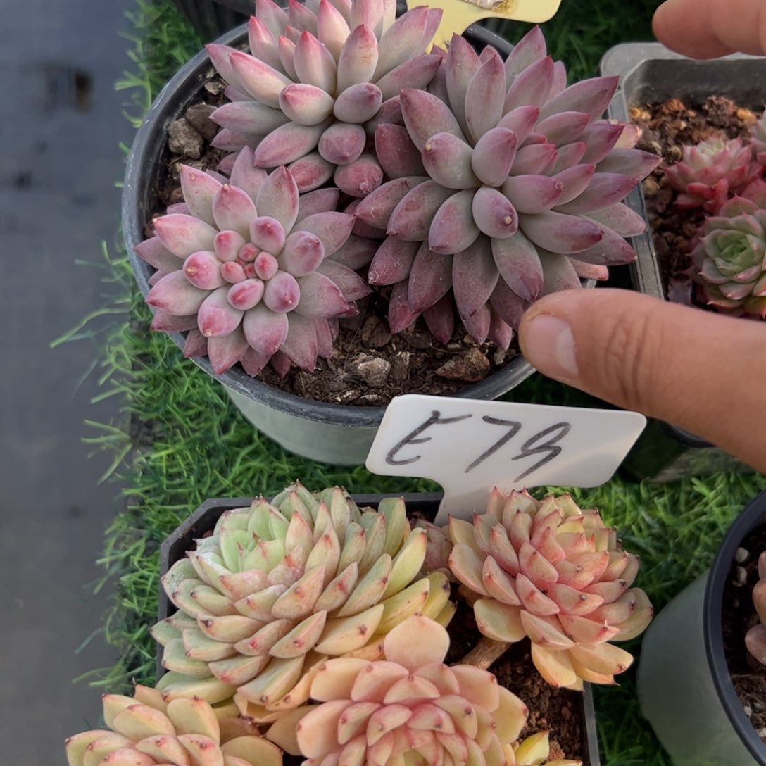 虞美人多肉植物保护研究所