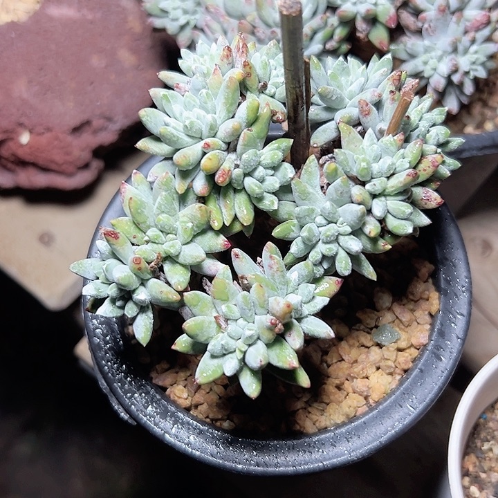 小鹿多肉一物一拍小豆