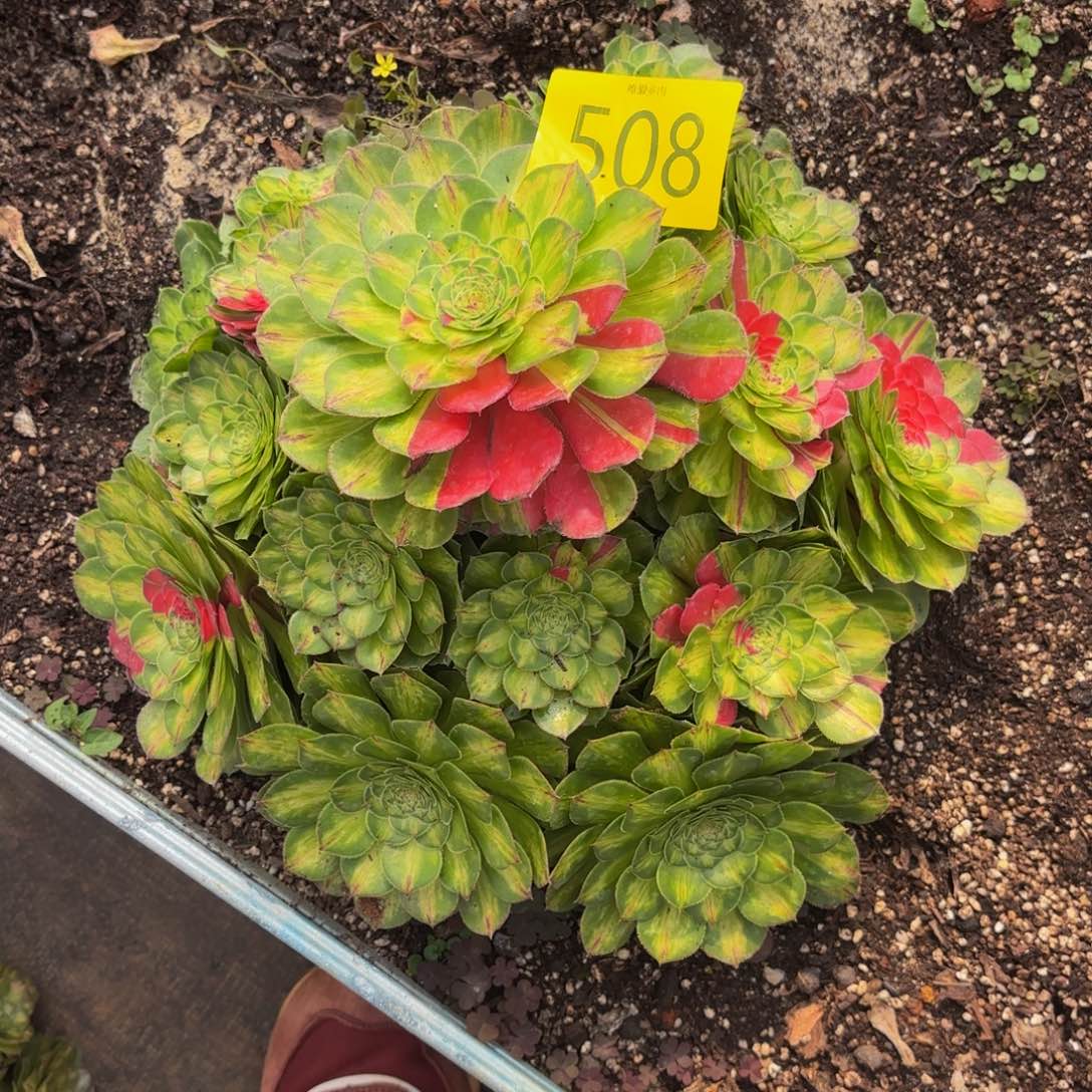 哈哈多肉葡萄福利508