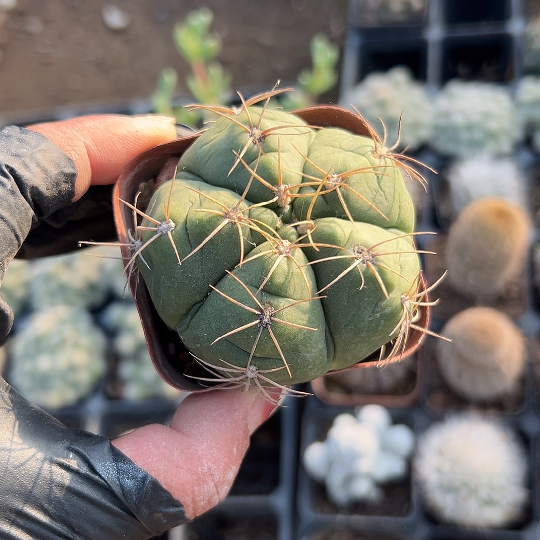多肉植物单头海王