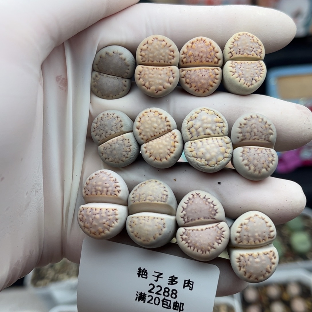 2288号一首饼干捡漏