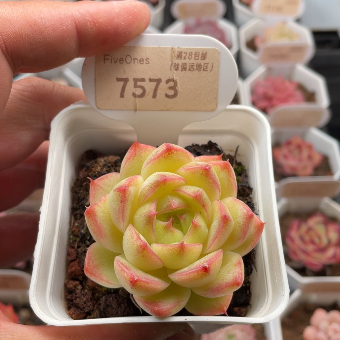 玲珑珍妮7573-5厘米