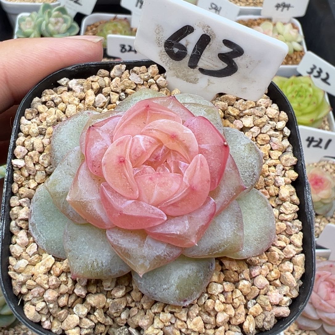 613号朗月有晒斑 晗雨