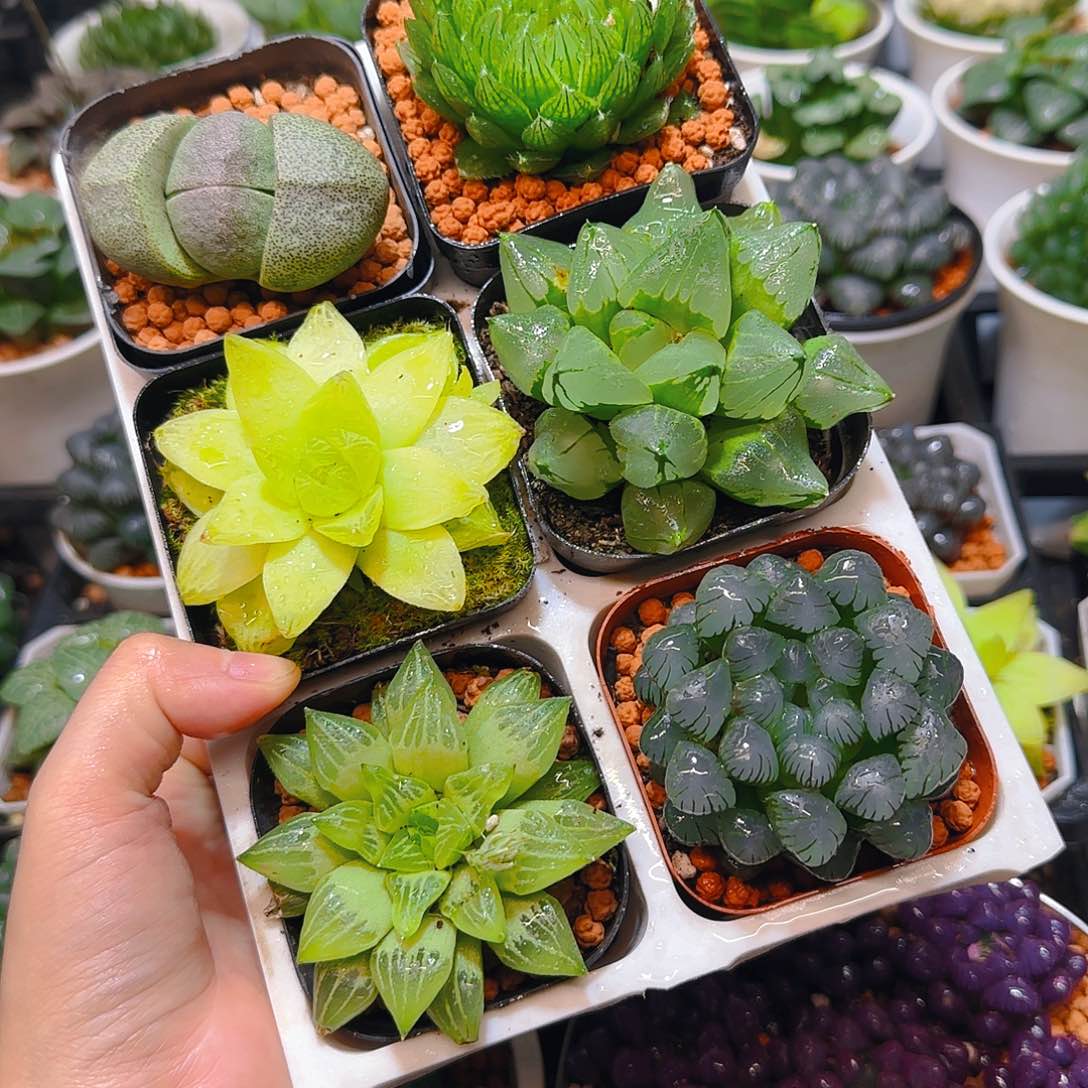 玉露六件套多肉，原盆