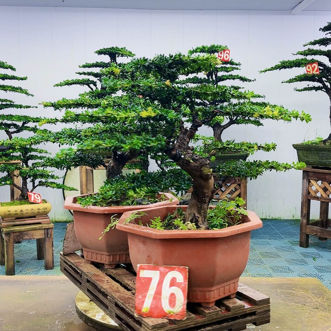 完全开放罗汉松盆景艺术