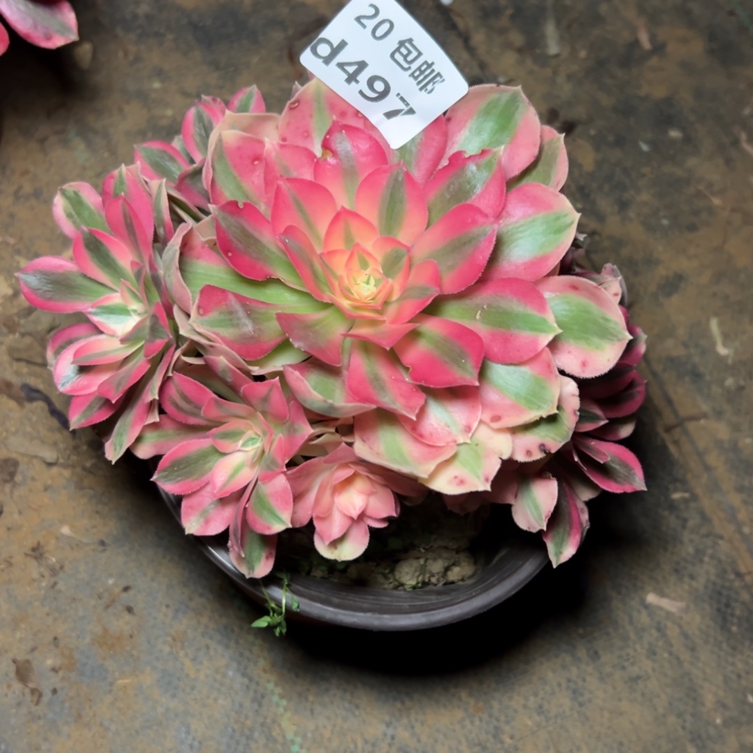 497女巫，满20包邮