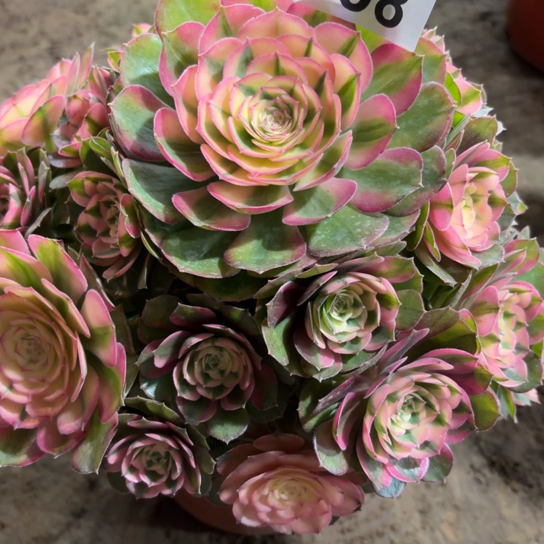 江***敏荔枝老桩808不周正福利