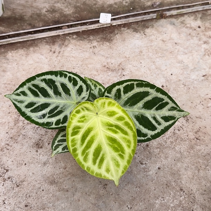 y***n完全开放一物一拍铜锣烧T129