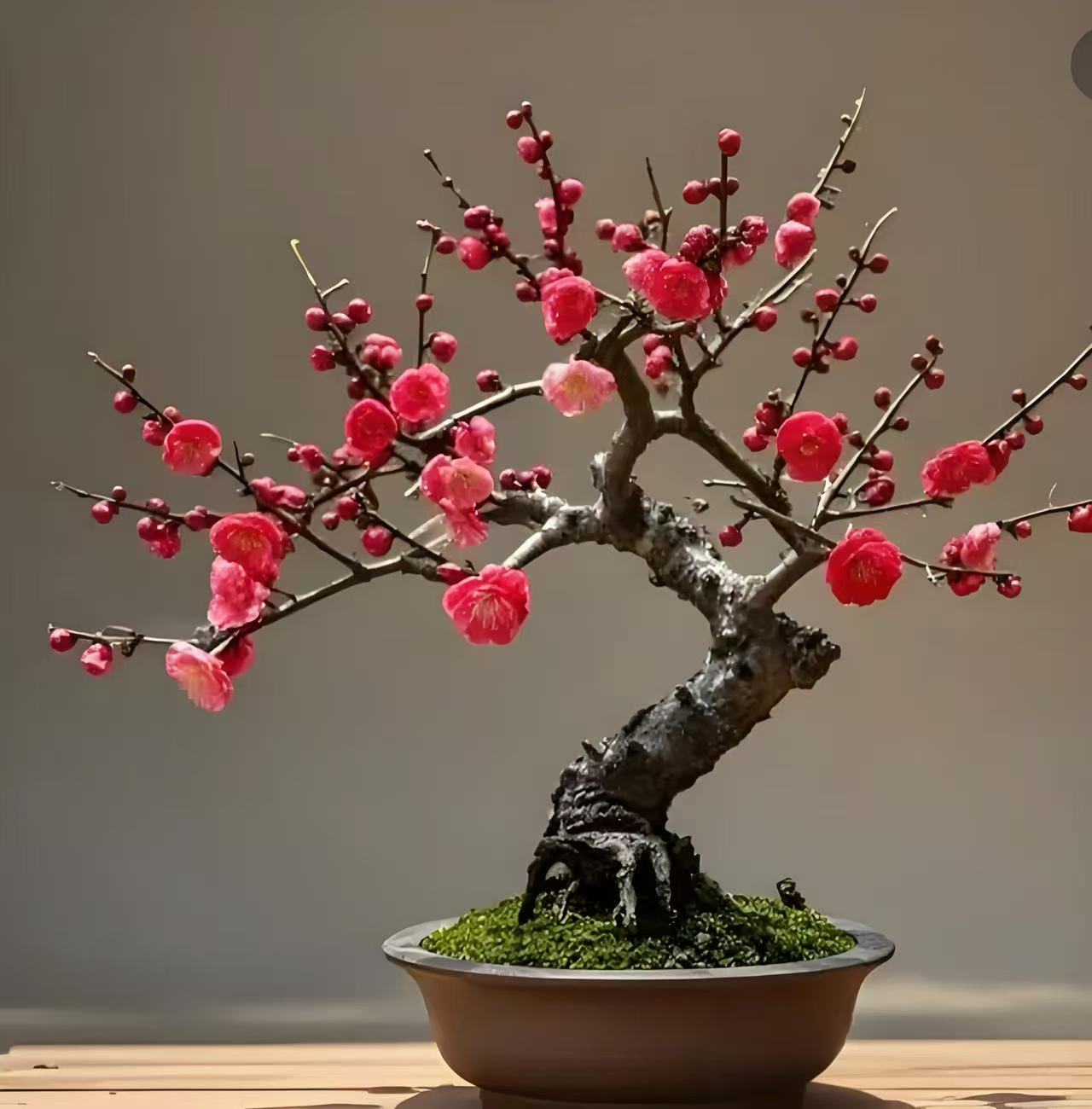 梅花耐寒带花芽花苞发货