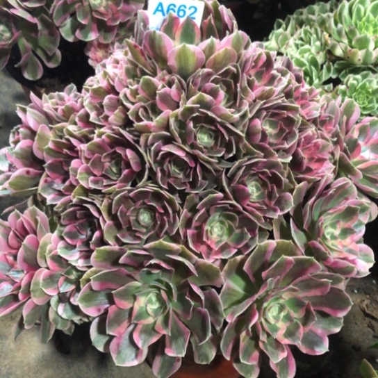 佛***照无花朵662号初恋法师多肉植物