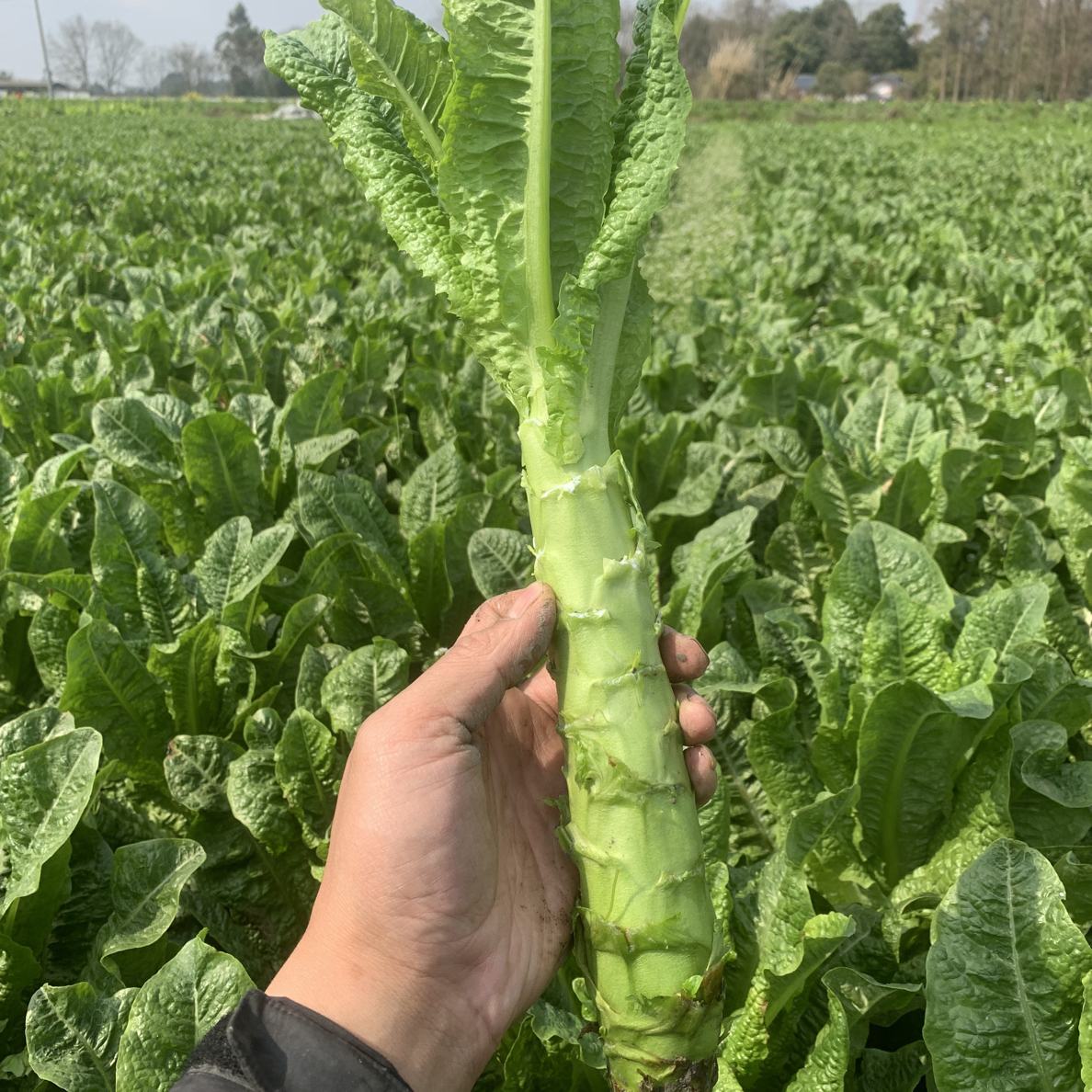 【三青莴笋】小香莴笋绿莴笋3斤5斤9斤