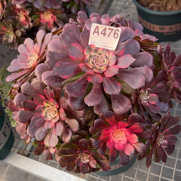 476烟花26厘米左右