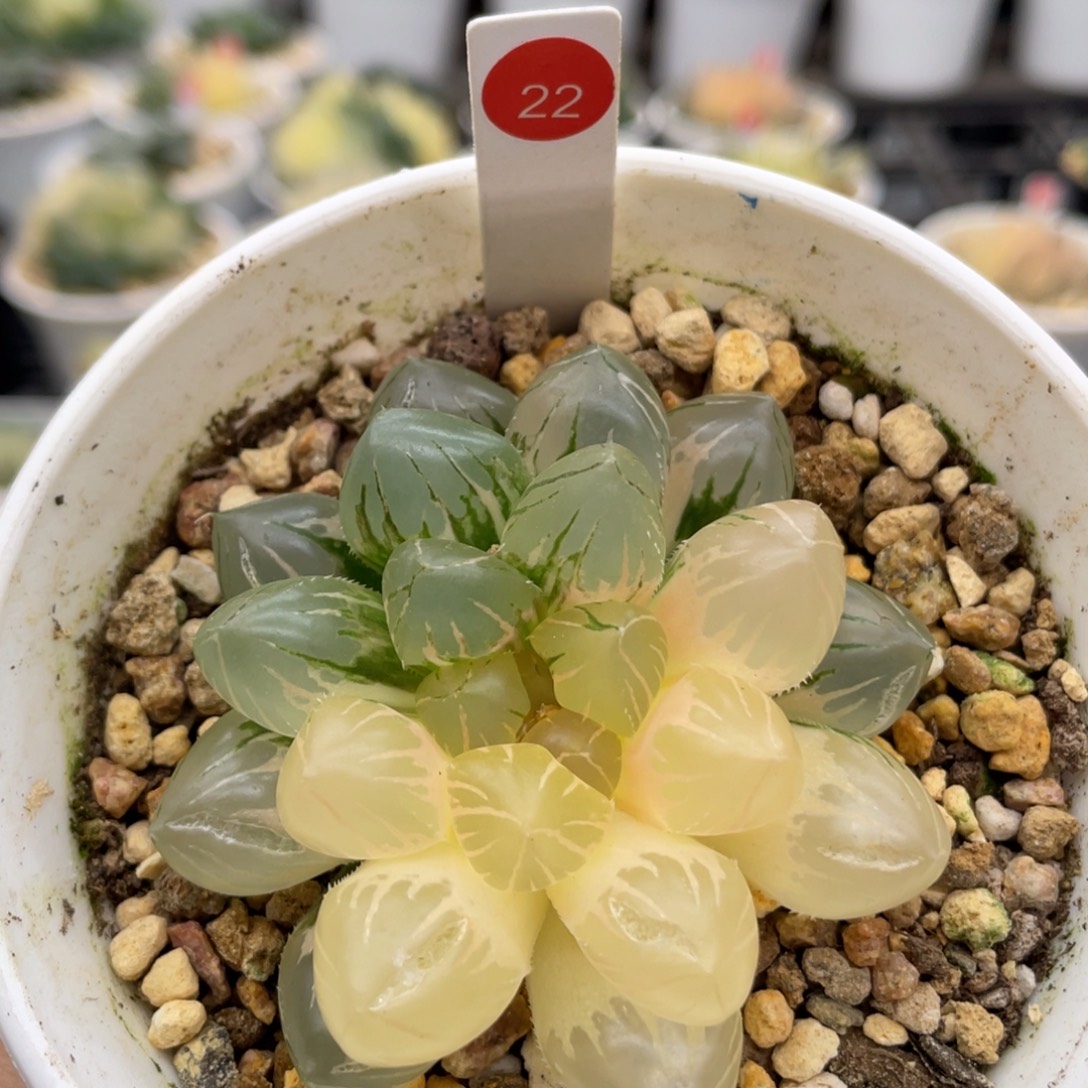 22 om玉露锦 脱土发货