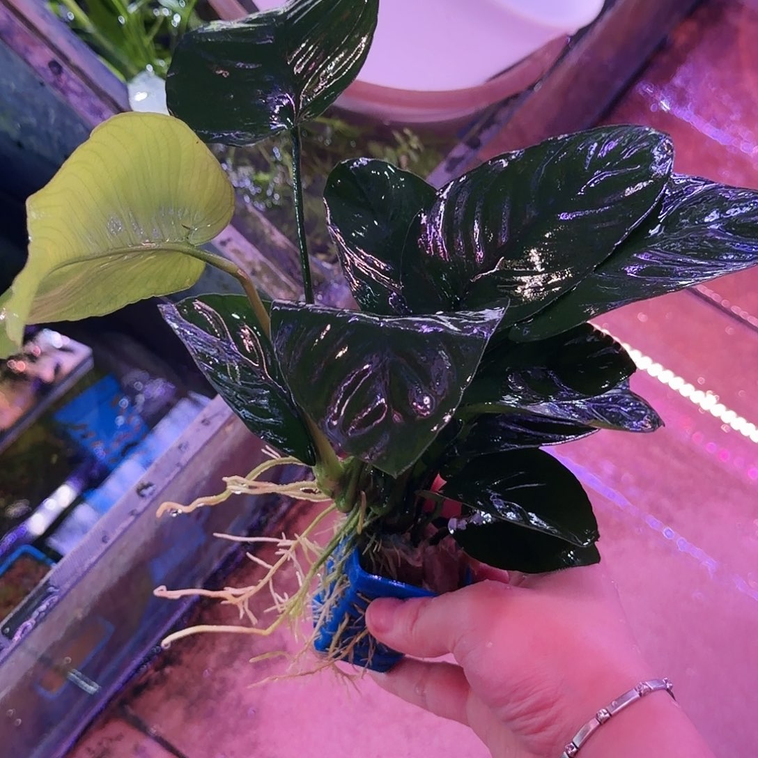 斑马鱼巴蓉草3颗(2颗送1颗备损)