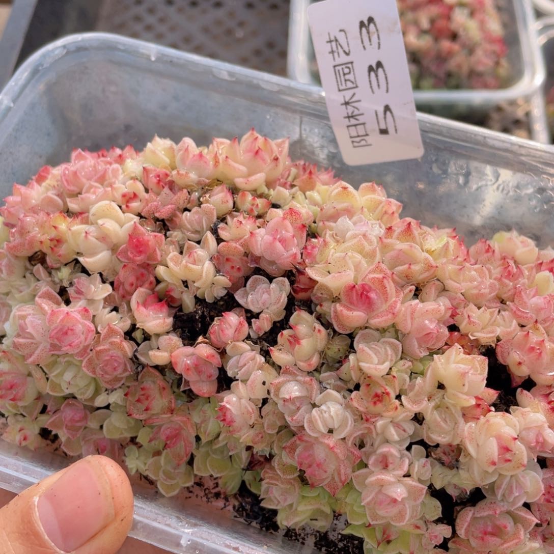 多肉植物多肉植物533