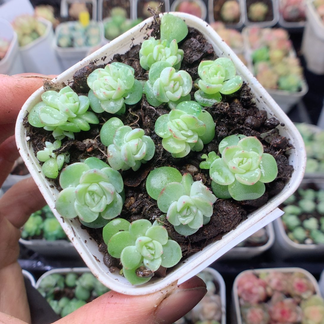 无花朵R24 纸鸢yyyyyy