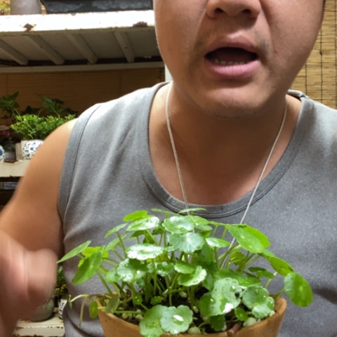 红陶一物一拍所见即所得208