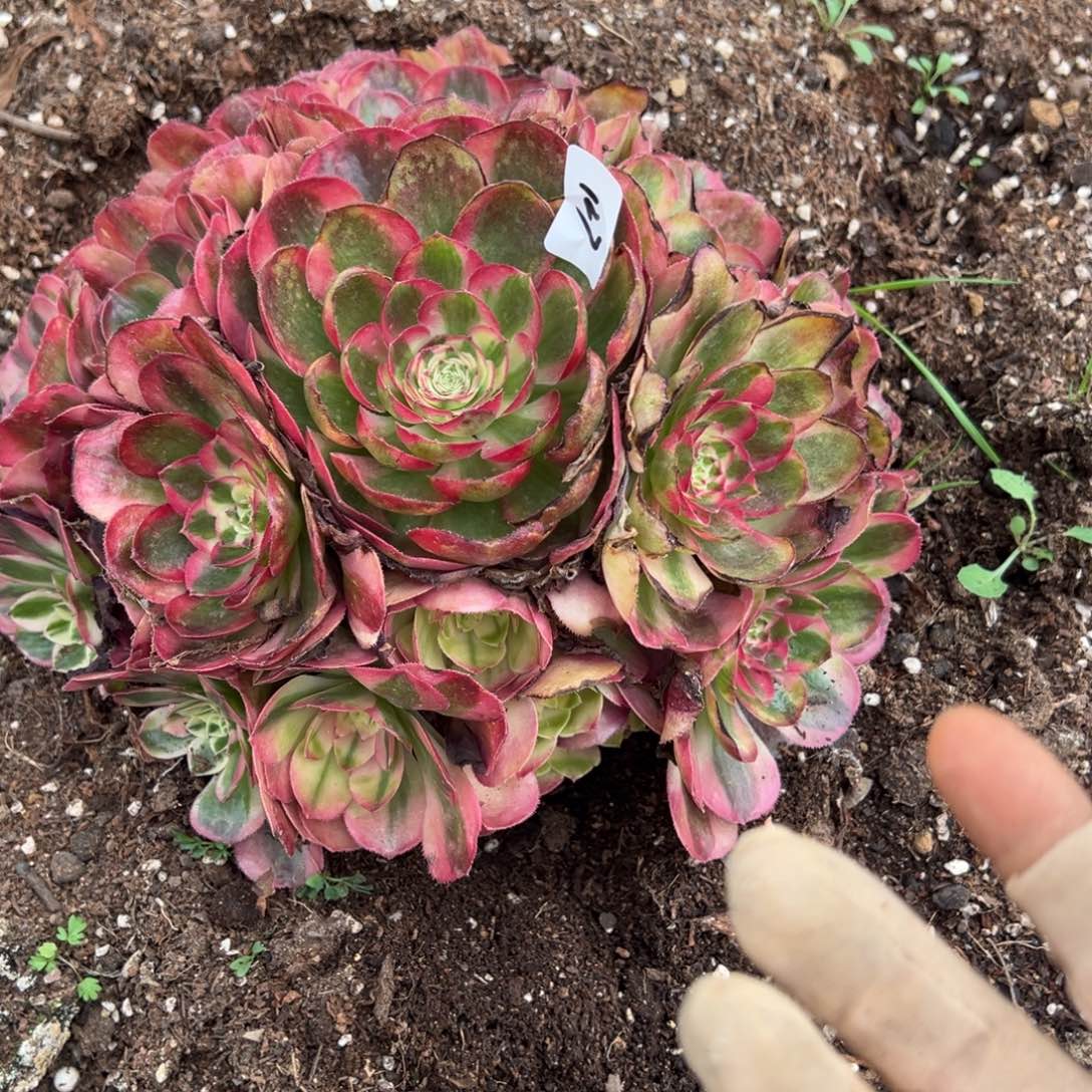 九***秋127鸿运多肉嘻嘻嘻