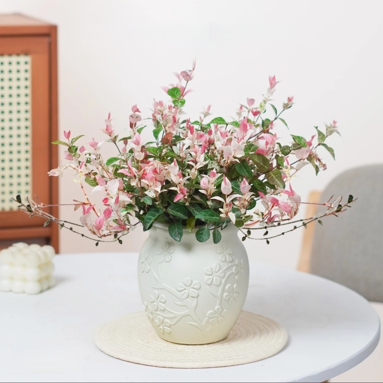 【花叶络石】耐寒热四季花卉黄金络石吊兰懒人阳台庭院垂吊植物盆栽