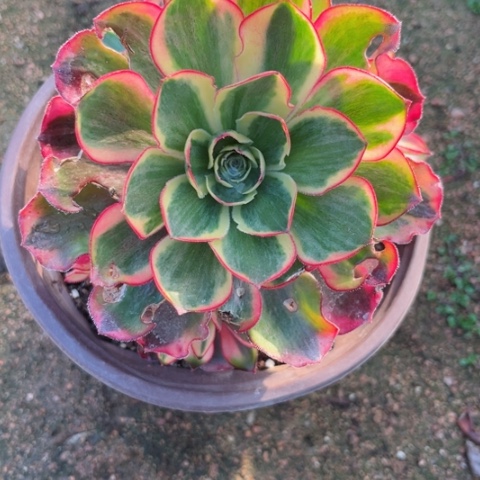 笑**尘多肉植物魅影锦。