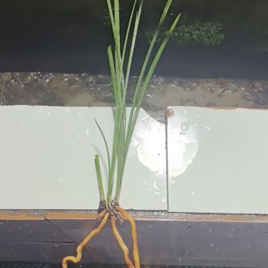 完全开放金荷素两个头