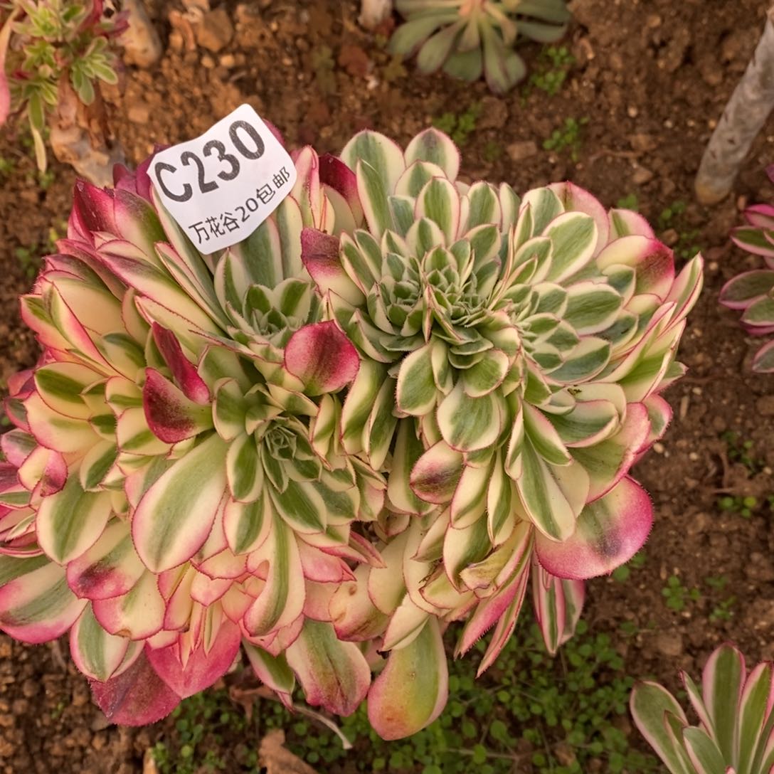 230倾城缀无根掰了发多肉植物