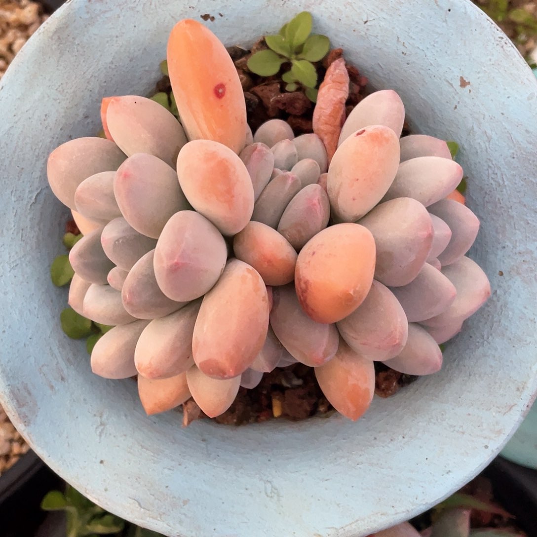 多肉植物一物一拍