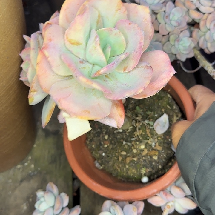 白凤025 多肉植物一物一拍