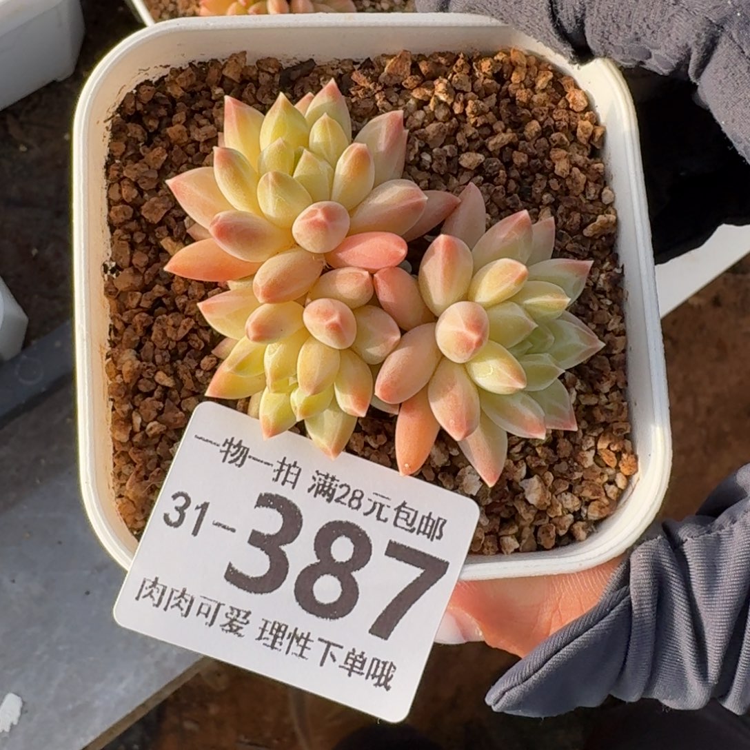 胖体青花瓷无盆土发货无盆