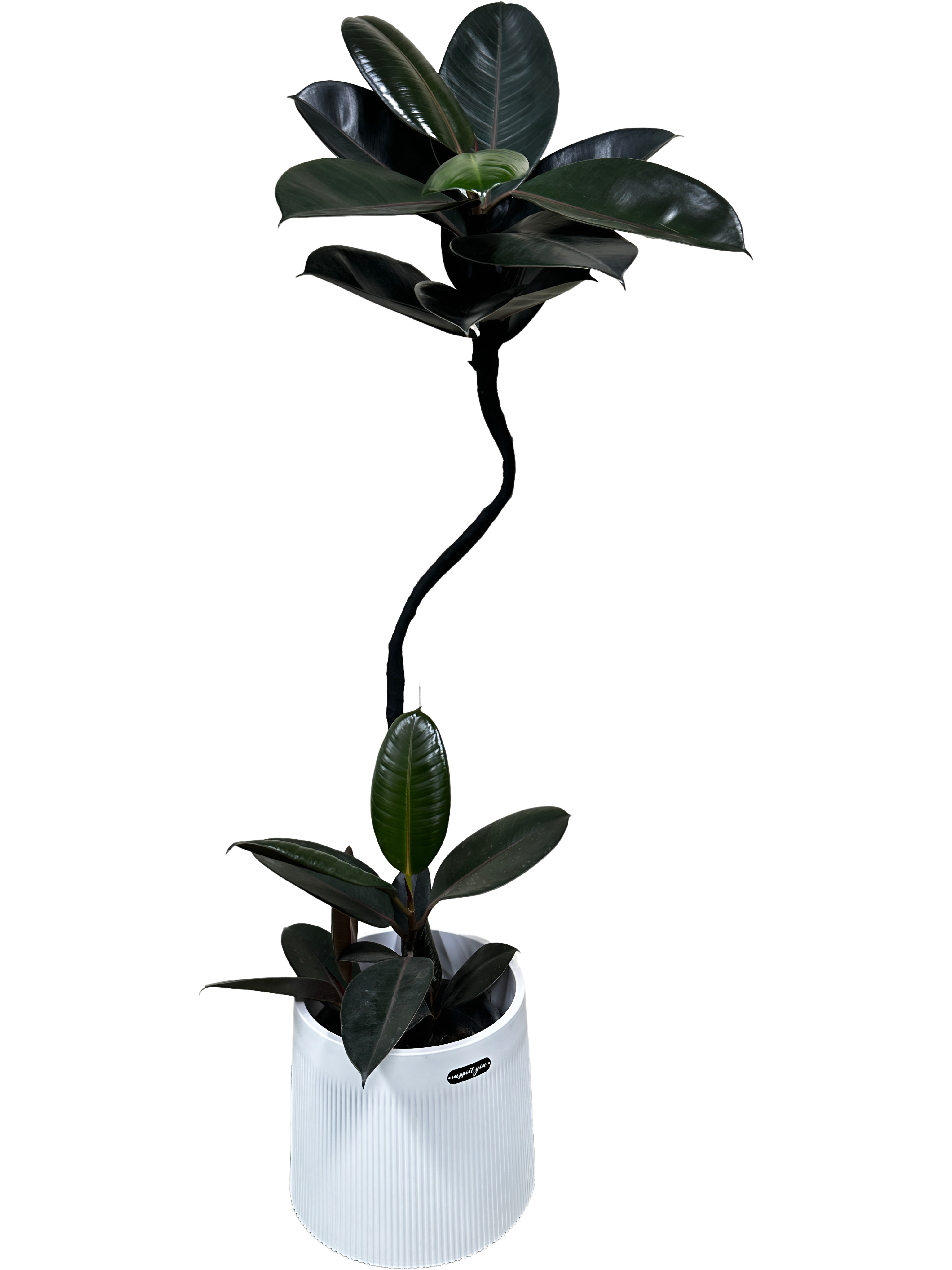 网红ins风大型仿真橡皮树黑金刚室内客厅落地盆栽绿植植物摆件