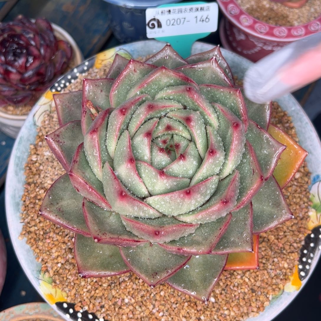 从前慢多肉精选编号0207.146