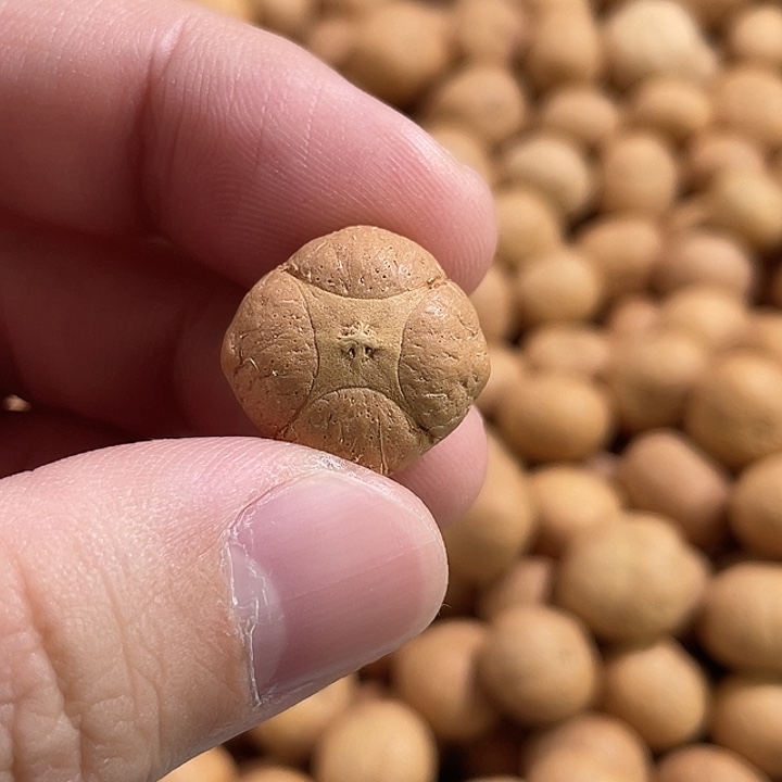 胖***！凤眼菩提手串尼泊尔小凤眼