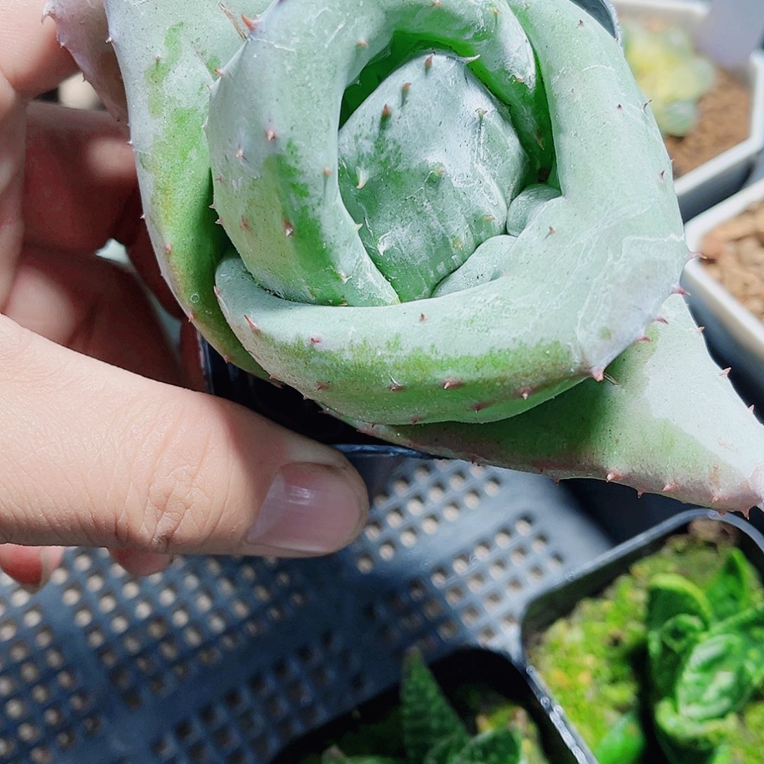 元宝芦荟非常漂亮