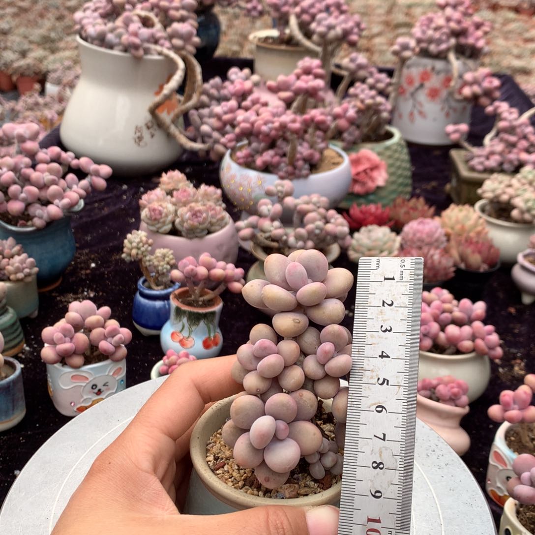 26号带盆偏远地区不包邮的