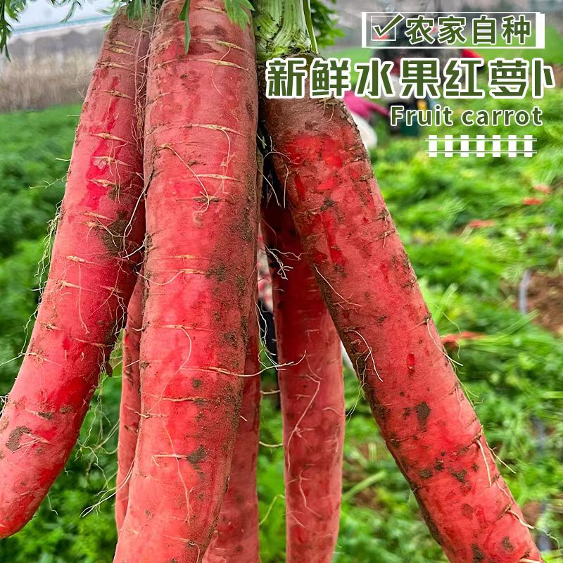陕西沙地胡萝卜陕西胡萝卜当季农家新鲜蔬菜生吃水果红心萝卜现挖